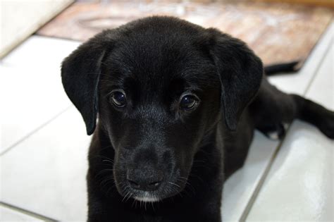 This is my 11 week old German Shepherd/ lab mix puppy, Brandy. Isn't she adorable?! :) | Lab mix ...