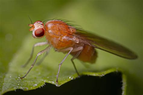 Got Fruit Flies in Your Bathroom? Here's How To Get Rid of Them ...