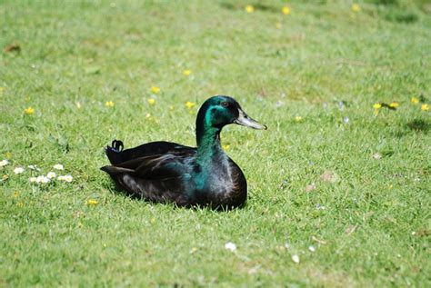 Ten Black East Indies Ducks Eggs - Eggs : Duck Eggs - Domestic : Black ...