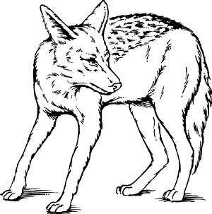 Jackal Definition & Meaning | Britannica Dictionary