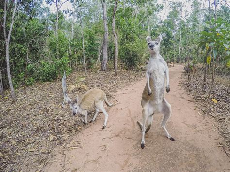 A Guide To Visiting The Territory Wildlife Park From Darwin, Australia