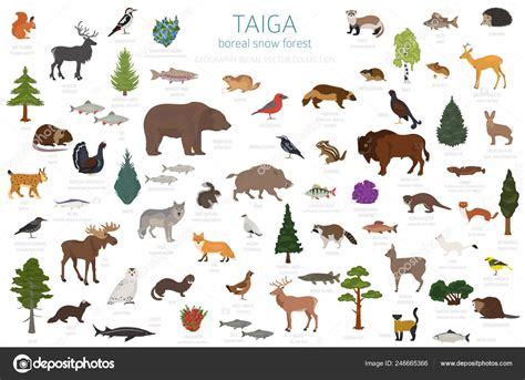 Bioma Taiga Floresta Boreal Neve Mapa Mundo Ecossistema Terrestre Animais Stock Vector by ...