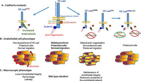 VE-cadherin mutations impact collective endothelial cell migration and... | Download Scientific ...