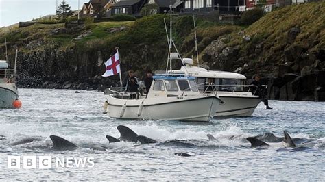 Faroe Islands: Anger over killing of 1,400 dolphins in one day