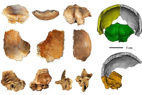 Human evolution: 160,000-year-old fossil may be the first Denisovan skull we've found | New ...