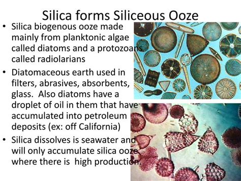 PPT - Marine Sediments PowerPoint Presentation - ID:2114731