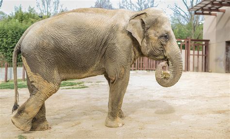 Elephant Trails Exhibit | Smithsonian's National Zoo