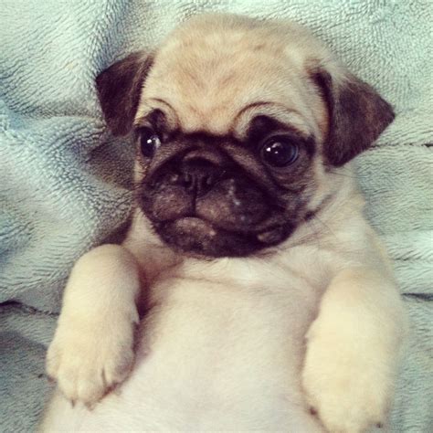 The Most Adorable Pug Puppy Ever!