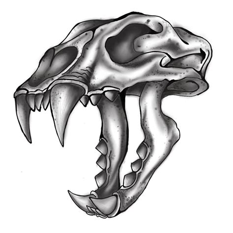 Saber tooth tiger skull tattoo sketch by - Ranz | Tooth tattoo, Tiger skull, Skull tattoo