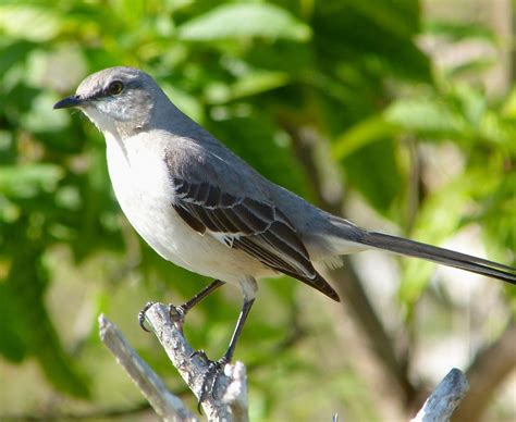 Mockingbird Mimicry | ROLLING HARBOUR ABACO