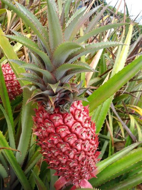 Red pineapple or Ananas bracteatus is a species of the pineapple commonly grown as ornamental ...