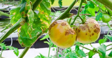 Tizón de los tomates - Tratamiento y prevención del tizón del tomate ...