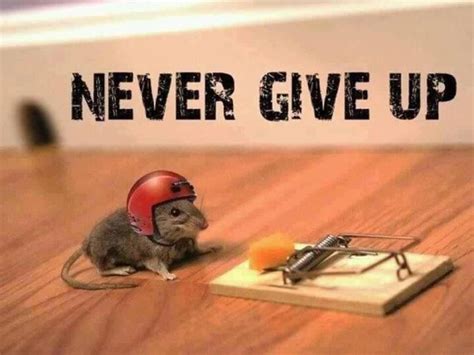 Super Cute Motivational Quote w/ Mouse & Cheese Photo : Never Give Up