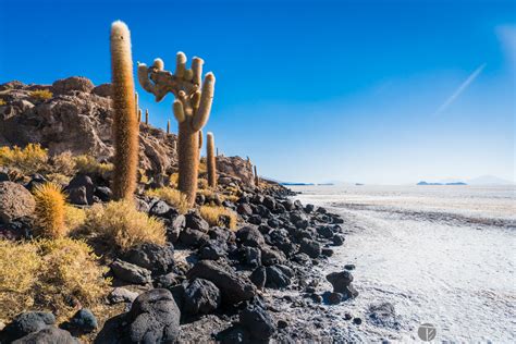 Cactus island, in the middle of the salt flats, Uyuni, Bolivia | Tom ...