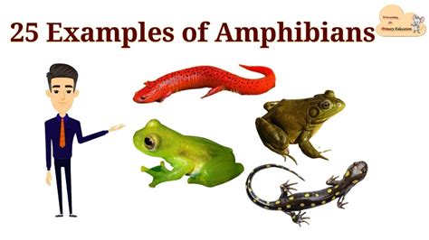 25 Examples of Amphibians || List of Amphibians with Picture