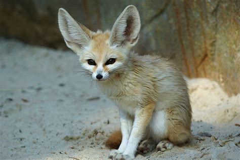 Arctic and Fennec Fox - ANIMAL ADAPTATIONS