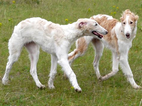 Borzoi Dog Wallpapers | Fun Animals Wiki, Videos, Pictures, Stories