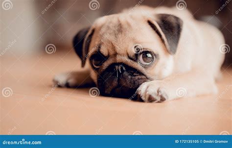 Portrait of Cute Baby Female Puppy Pug Dog Stock Image - Image of looking, breed: 172135105