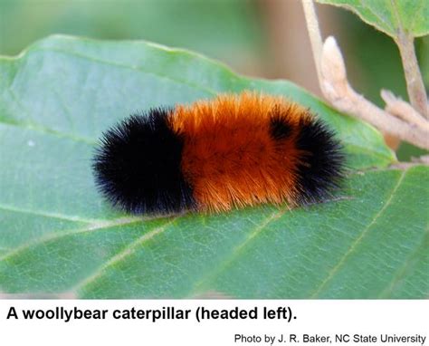 Wooly Bear Caterpillar