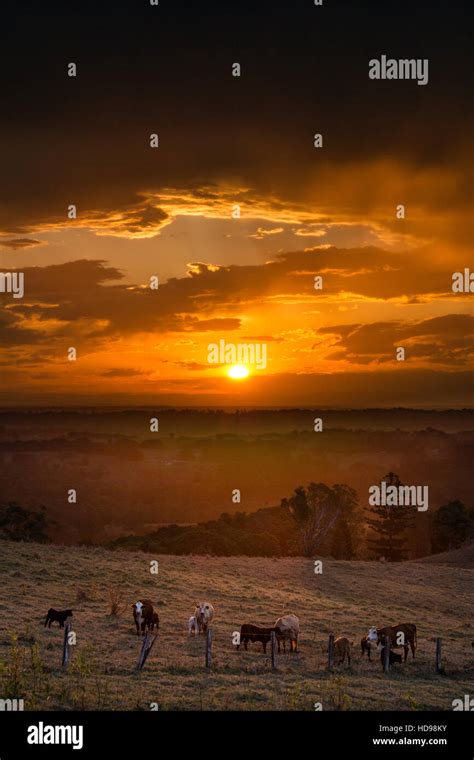 Cows grazing at sunset Stock Photo - Alamy