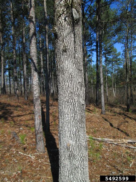 post oak, Quercus stellata (Fagales: Fagaceae) - 5492599