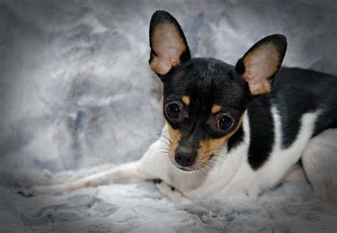 Miniature Rat Terrier Photograph by Lisa Moore