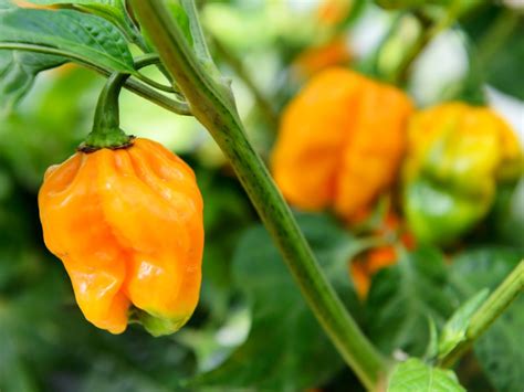 Habanero Care: Growing Tips For Habanero Peppers