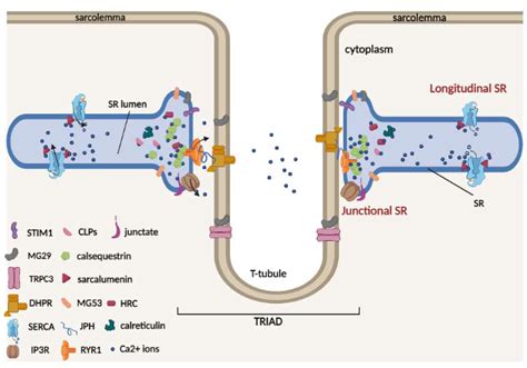 Cells | Free Full-Text | Sarcoplasmic Reticulum Ca2+ Buffer Proteins: A ...