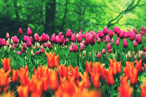 Free Images : nature, grass, blossom, blur, field, flower, petal, bloom, summer, tulip ...