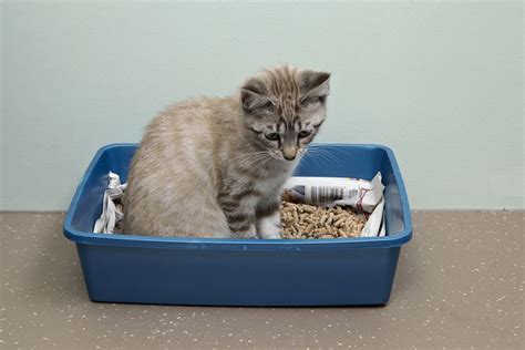 Training Kittens to Use the Litter Box