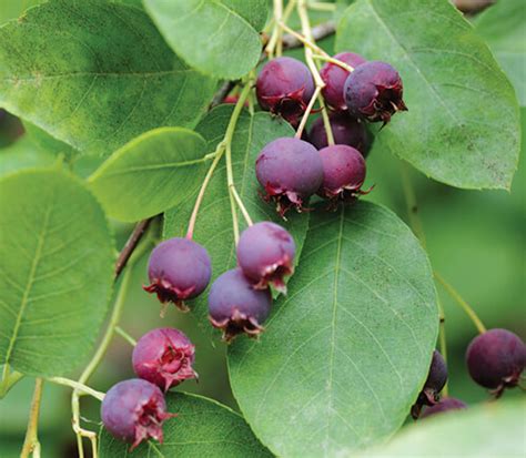 Foraging is Flourishing | Outer Banks Coastal Life