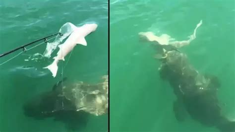 Giant sea creature devours shark whole in shocking footage captured by fishermen - Animals ...