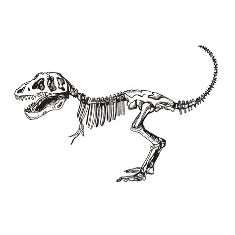 Aliaksandra Morkhat - Set of Dinosaur skeleton sketches.Triceratop.Velociraptor.Tyrannosaurus.