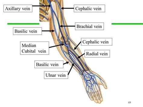 Pictures Of Cephalic Vein