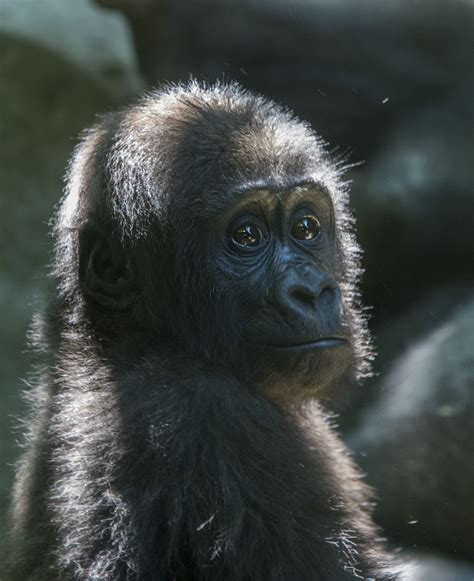 Baby Gorilla in 2020 | Gorilla, Baby gorillas, Cute animals