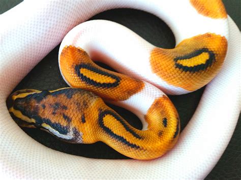 Morph List - World of Ball Pythons