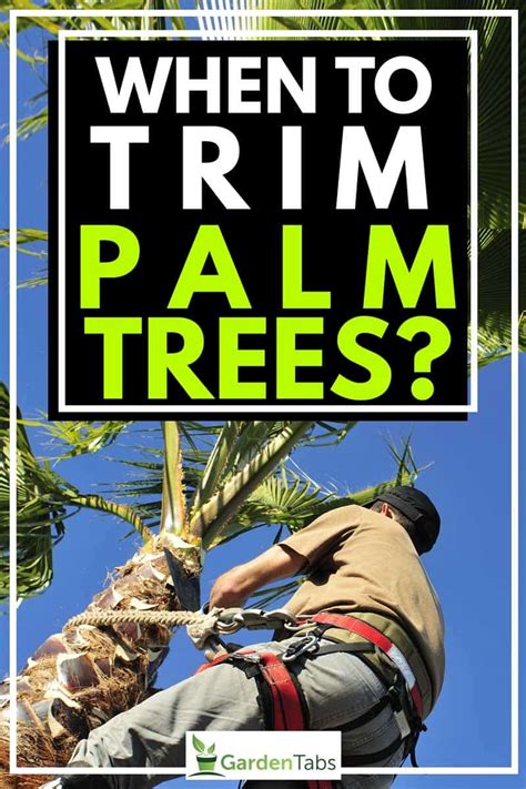 When To Trim Palm Trees?