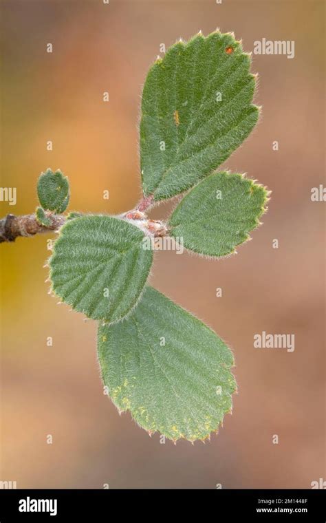 Alderleaf mountain mahogany hi-res stock photography and images - Alamy