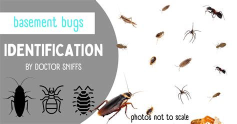 Basement Bugs Identification: 12 Bugs You'll Find in a Basement