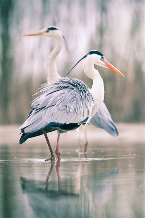 The Spiritual Meanings of Heron