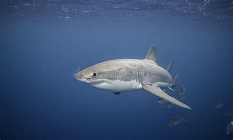 Great White Shark South Australia Stock Photo - Image of endangered, mouth: 76921674