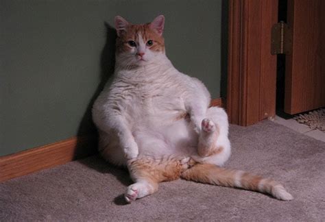 Top 10 Fat Cat Breeds - Cat Breeds Prone to Weight Issues | PetMD