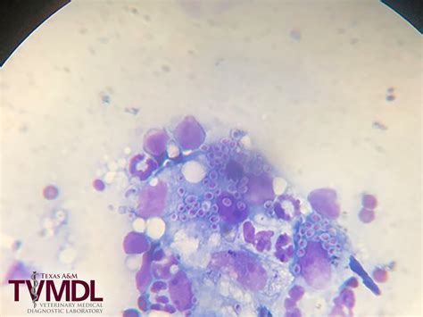 Histoplasmosis in a Six-year-old Domestic Short Hair Cat: Diagnosis by Digital Cytology - Texas ...