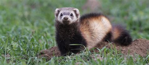 The Siberian Polecat | Critter Science