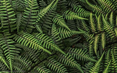 Download wallpaper fern, forest, leaves free desktop wallpaper in the ...