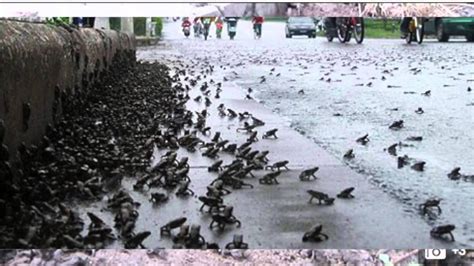 Apocalypse Plague Of Tens of thousands Frogs descend on town - YouTube