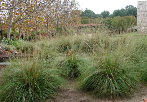 Fairy Yardmother Landscape Design: Muhlenbergia rigens Deer Grass