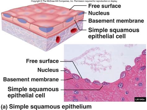 10+ images about A&P.1.Overview on Pinterest | Sweat gland, Human anatomy model and Cell model