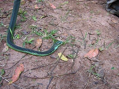 Boomslang - Wikipedia