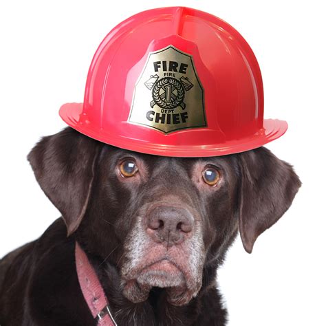 Dogs rescue families from house fires - DogTime